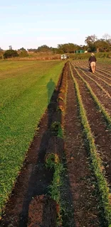 Grass available delivery and installation