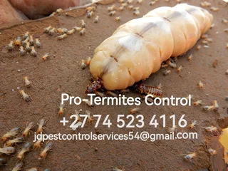 Black Friday Pest Control