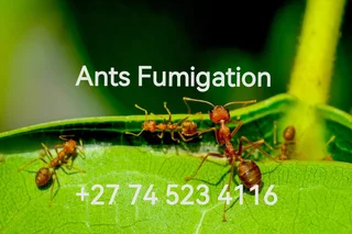 Black Friday Pest Control