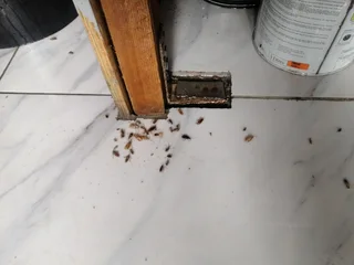 Black Friday Pest Control