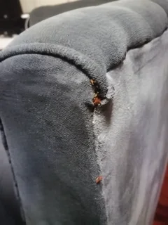 Black Friday Pest Control