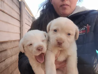 Labrador Puppies