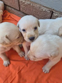 Labrador - Ad Posted By Anri O'kelly