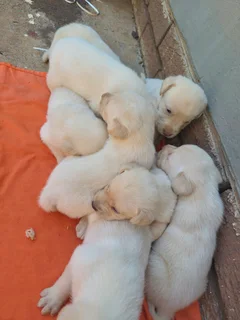 LABRADOR PUPPIES