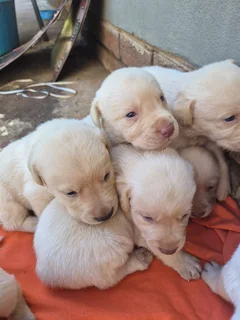 LABRADOR PUPPIES