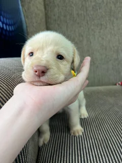 Labrador Puppies