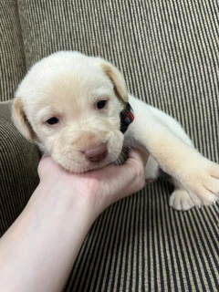 LABRADOR PUPPIES
