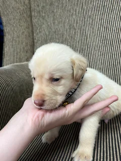 LABRADOR PUPPIES