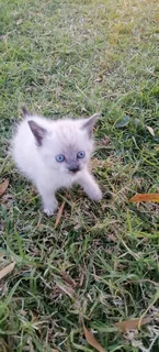 Ragdoll Siamese kittens