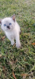 Ragdoll Siamese kittens