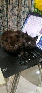 Siberian kittens