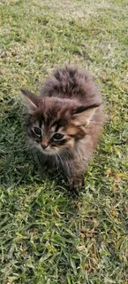 Siberian kitten