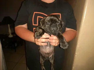 Bug Puppies (Boston x Pug)