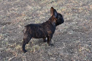 pets - Ad posted by Anita