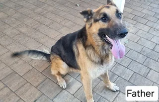 German Shepard mix Puppies