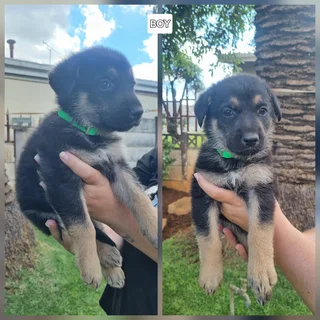 German Shepard mix Puppies