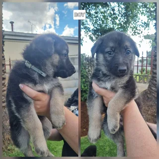 German Shepard mix Puppies