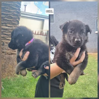 German Shepard mix Puppies