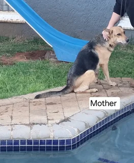 German Shepard mix Puppies