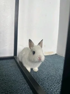 Netherland dwarf rabbit