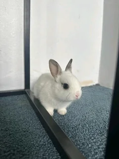 Netherland dwarf rabbit