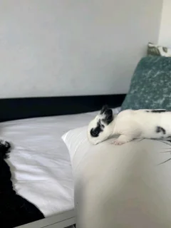 Netherlands dwarf rabbits available for booking