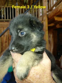 German Shepherd Puppies