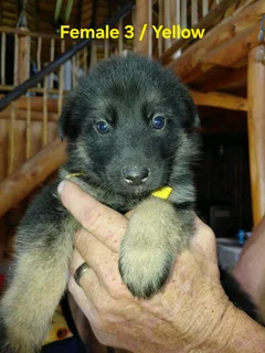GERMAN SHEPHERD PUPPIES