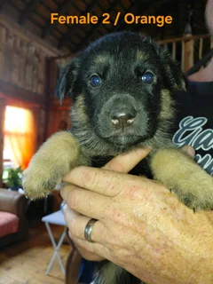 GERMAN SHEPHERD PUPPIES