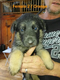 GERMAN SHEPHERD PUPPIES