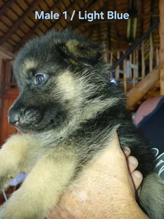 GERMAN SHEPHERD PUPPIES