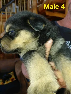 SHEPWEILER PUPPY