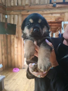 SHEPWEILER PUPPY