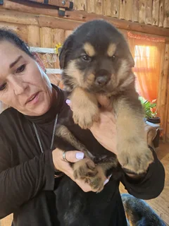 Shepweiler Puppy