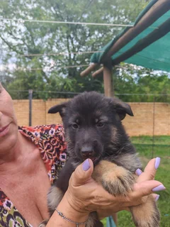 German Shepard puppies
