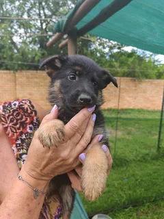 German Shepard puppies