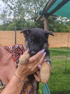 German Shepard puppies