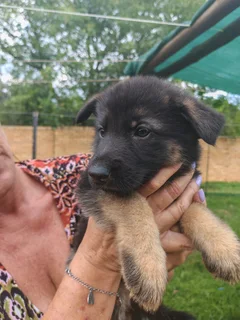 German Shepard puppies