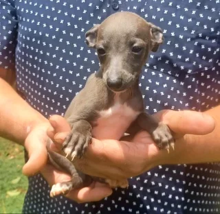 Italian Greyhound Puppies