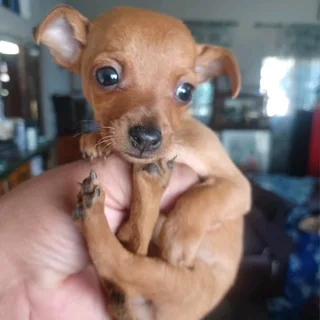 Miniature Doberman Pinscher Puppy