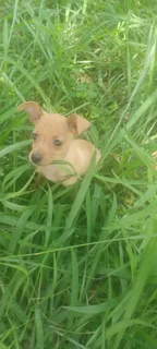 Miniature Doberman Pinscher Puppy