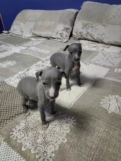 Italian Greyhound (small type) Female Puppy.