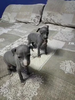 Italian Greyhound (small type) Female Puppy.