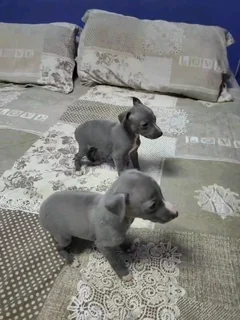 Italian Greyhound (small type) Female Puppy.