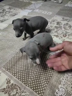 Italian Greyhound (small type) Female Puppy.