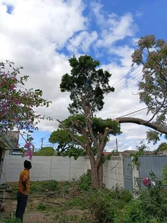 Tree Felling