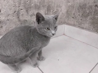 Korat Cat