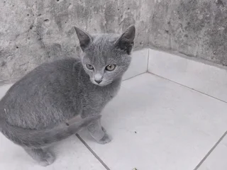 Korat Cat