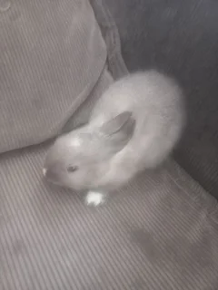 Grey color rabbit