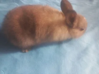 Rabbit Color Dwarf Size